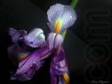 unknow artist Realistic Orchid china oil painting image